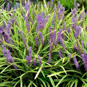 Variegated Monkey Grass Bare Roots - Liriope Muscari Variegata - Pack of 5 - 4-8 Inch Tall - Evergreen Ground Cover - Image 2