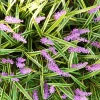 Variegated Monkey Grass Bare Roots - Liriope Muscari Variegata - Pack of 5 - 4-8 Inch Tall - Evergreen Ground Cover - Image 1