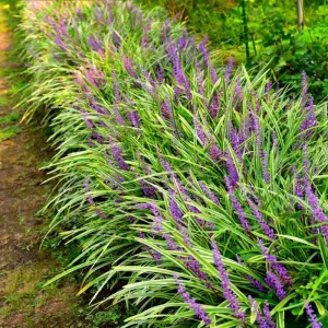Variegated Monkey Grass Bare Roots - Liriope Muscari Variegata - Pack of 5 - 4-8 Inch Tall - Evergreen Ground Cover - Image 3
