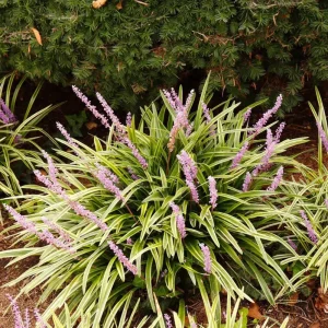 Variegated Monkey Grass Bare Roots - Liriope Muscari Variegata - Pack of 5 - 4-8 Inch Tall - Evergreen Ground Cover - Image 4
