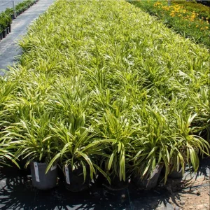 Variegated Monkey Grass Bare Roots - Liriope Muscari Variegata - Pack of 5 - 4-8 Inch Tall - Evergreen Ground Cover - Image 5