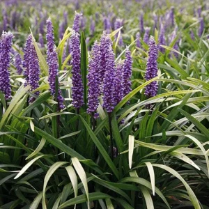 Variegated Monkey Grass Bare Roots - Liriope Muscari Variegata - Pack of 5 - 4-8 Inch Tall - Evergreen Ground Cover - Image 6