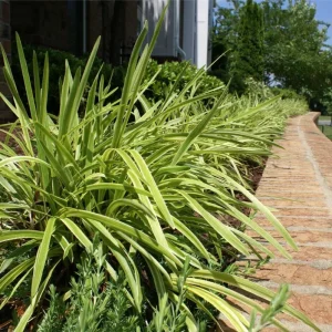 Variegated Monkey Grass Bare Roots - Liriope Muscari Variegata - Pack of 5 - 4-8 Inch Tall - Evergreen Ground Cover - Image 7