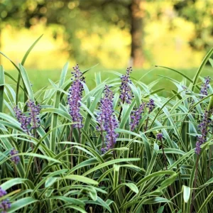 Variegated Monkey Grass Bare Roots - Liriope Muscari Variegata - Pack of 5 - 4-8 Inch Tall - Evergreen Ground Cover - Image 8