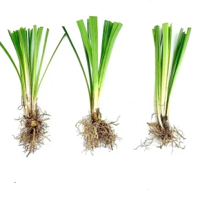 Variegated Monkey Grass Bare Roots - Liriope Muscari Variegata - Pack of 5 - 4-8 Inch Tall - Evergreen Ground Cover - Image 9