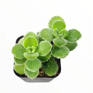 Vicks Plant Live Starter Plant - Fragrant Succulent, 2-Pack, 4-8 Inch Tall - Image 4