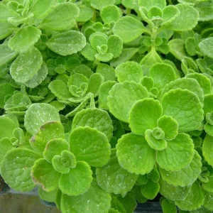 Vicks Plant Live Starter Plant - Fragrant Succulent, 2-Pack, 4-8 Inch Tall - Image 5