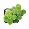 Vicks Plant Live Starter Plant - Fragrant Succulent, 2-Pack, 4-8 Inch Tall - Image 1