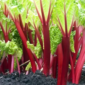 Victoria Rhubarb Bare Root Plant – Perennial Vegetable for Garden – 3-5 Inch Tall - Image 1