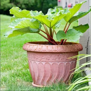 Victoria Rhubarb Bare Root Plant – Perennial Vegetable for Garden – 3-5 Inch Tall - Image 10