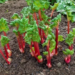 Victoria Rhubarb Bare Root Plant – Perennial Vegetable for Garden – 3-5 Inch Tall - Image 2