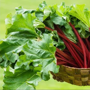 Victoria Rhubarb Bare Root Plant – Perennial Vegetable for Garden – 3-5 Inch Tall - Image 3