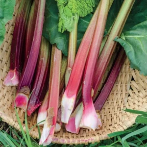 Victoria Rhubarb Bare Root Plant – Perennial Vegetable for Garden – 3-5 Inch Tall - Image 4