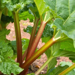 Victoria Rhubarb Bare Root Plant – Perennial Vegetable for Garden – 3-5 Inch Tall - Image 5