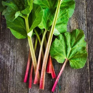 Victoria Rhubarb Bare Root Plant – Perennial Vegetable for Garden – 3-5 Inch Tall - Image 6
