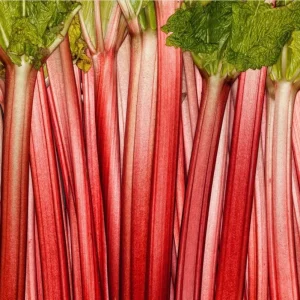 Victoria Rhubarb Bare Root Plants - Pack of 10, 3-5 Inch Tall Perennial - Image 3