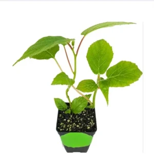Vincent Kiwi Starter Plug - Female Actinidia Deliciosa Live Plant, 2-4 Inch Tall - Image 10