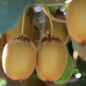 Vincent Kiwi Starter Plug - Female Actinidia Deliciosa Live Plant, 2-4 Inch Tall - Image 5