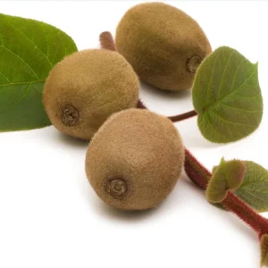 Vincent Kiwi Starter Plug - Female Actinidia Deliciosa Live Plant, 2-4 Inch Tall - Image 6