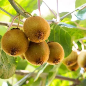 Vincent Kiwi Starter Plug - Female Actinidia Deliciosa Live Plant, 2-4 Inch Tall - Image 7