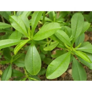 Waterleaf Spinach Live Plant - Surinam Spinach - 6-8 inch Tall in 4 inch Pot - Image 2