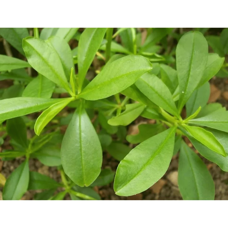 Waterleaf Spinach Live Plant - Surinam Spinach - 6-8 inch Tall in 4 inch Pot - Image 2