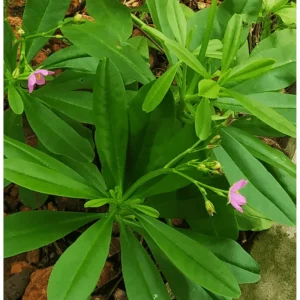 Waterleaf Spinach Live Plant - Surinam Spinach - 6-8 inch Tall in 4 inch Pot - Image 1