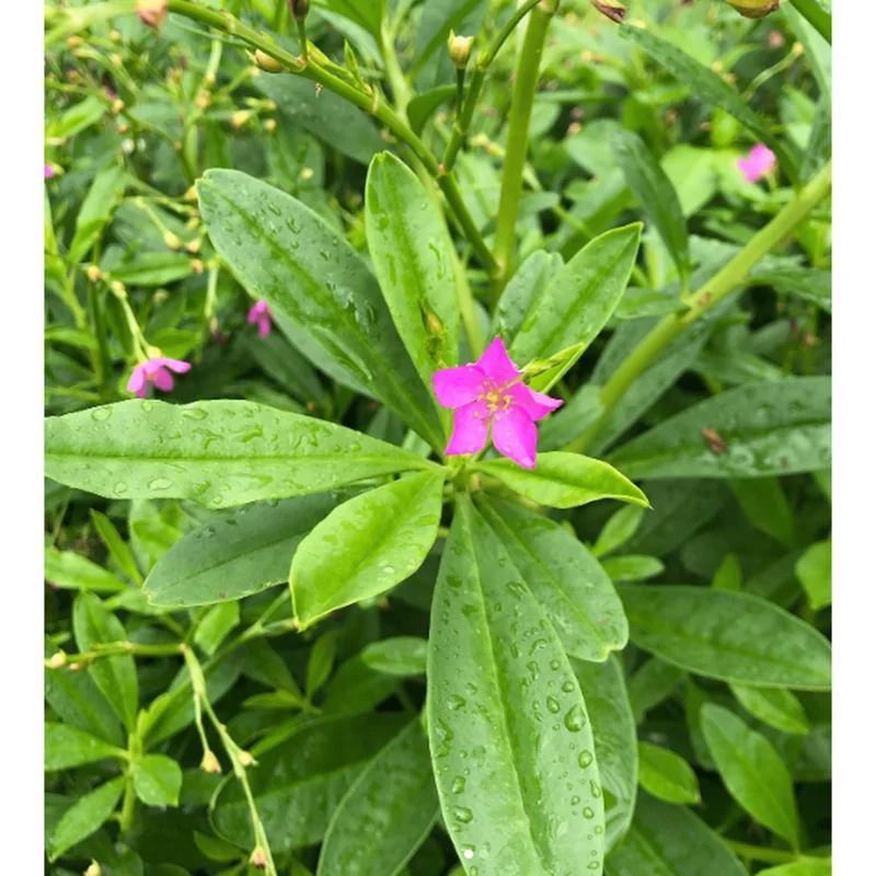 Waterleaf Spinach Live Plant - Surinam Spinach - 6-8 inch Tall in 4 inch Pot - Image 3