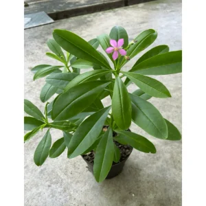 Waterleaf Spinach Live Plant - Surinam Spinach - 6-8 inch Tall in 4 inch Pot - Image 4