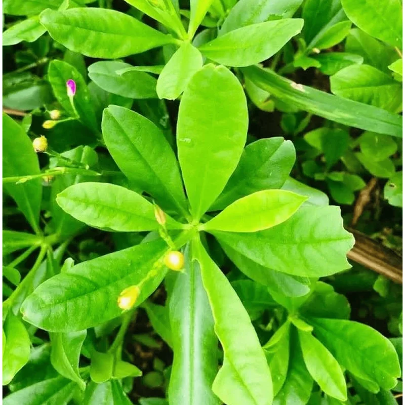 Waterleaf Spinach Live Plant - Surinam Spinach - 6-8 inch Tall in 4 inch Pot - Image 5
