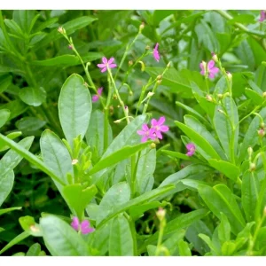 Waterleaf Spinach Live Plant - Surinam Spinach - 6-8 inch Tall in 4 inch Pot - Image 6
