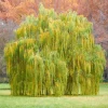 Weeping Willow Bare Root Tree - Salix Babylonica Live Plant, 10-20 Inch Tall - Image 1