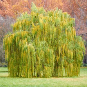 Weeping Willow Bare Root Tree - Salix Babylonica Live Plant, 10-20 Inch Tall - Image 1