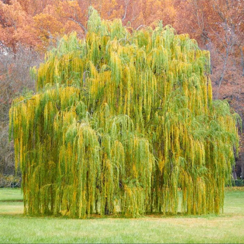 Weeping Willow Bare Root Tree - Salix Babylonica Live Plant, 10-20 Inch Tall - Image 1