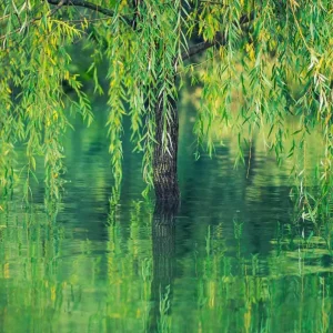 Weeping Willow Bare Root Tree - Salix Babylonica Live Plant, 10-20 Inch Tall - Image 10