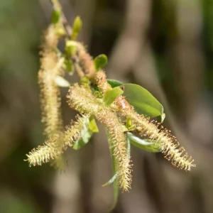 Weeping Willow Bare Root Tree - Salix Babylonica Live Plant, 10-20 Inch Tall - Image 2