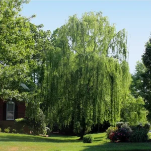 Weeping Willow Bare Root Tree - Salix Babylonica Live Plant, 10-20 Inch Tall - Image 4