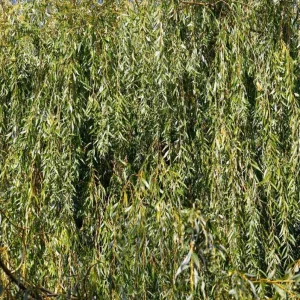 Weeping Willow Bare Root Tree - Salix Babylonica Live Plant, 10-20 Inch Tall - Image 5