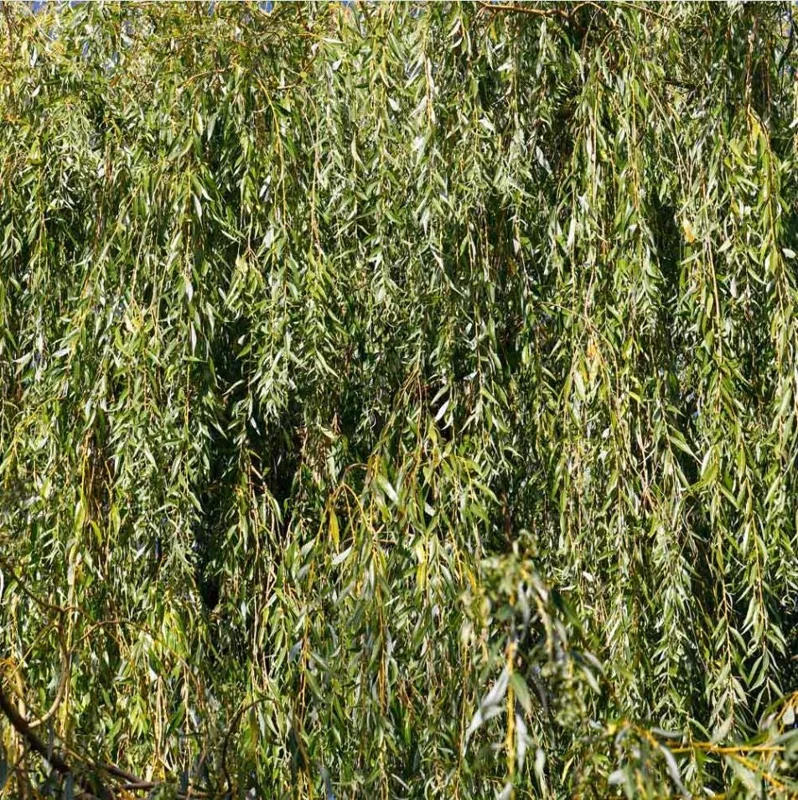 Weeping Willow Bare Root Tree - Salix Babylonica Live Plant, 10-20 Inch Tall - Image 5