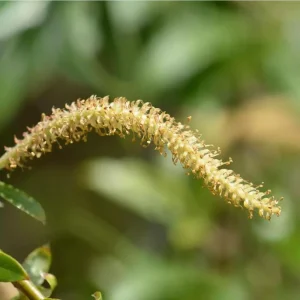 Weeping Willow Bare Root Tree - Salix Babylonica Live Plant, 10-20 Inch Tall - Image 7
