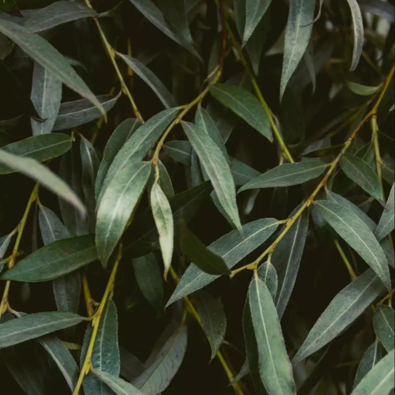 Weeping Willow Bare Root Tree - Salix Babylonica Live Plant, 10-20 Inch Tall - Image 8