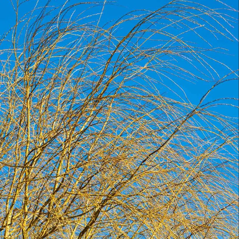 Weeping Willow Bare Root Tree - Salix Babylonica Live Plant, 10-20 Inch Tall - Image 9