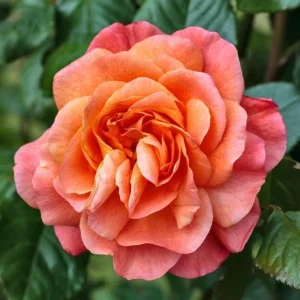 Westerland Climbing Rose Live Plant - Fragrant Orange Apricot Blooms, 4-6 Inch Tall - Image 3
