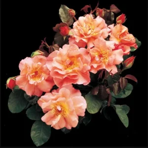 Westerland Climbing Rose Live Plant - Fragrant Orange Apricot Blooms, 4-6 Inch Tall - Image 4