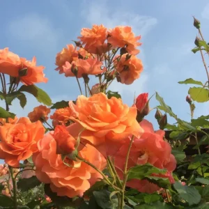 Westerland Climbing Rose Live Plant - Fragrant Orange Apricot Blooms, 4-6 Inch Tall - Image 5