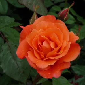 Westerland Climbing Rose Live Plant - Fragrant Orange Apricot Blooms, 4-6 Inch Tall - Image 6