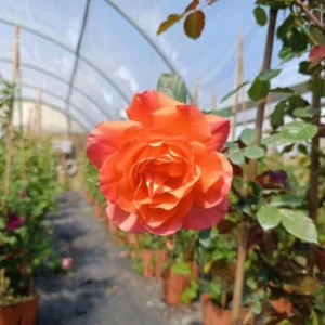 Westerland Climbing Rose Live Plant - Fragrant Orange Apricot Blooms, 4-6 Inch Tall - Image 8