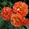 Westerland Climbing Rose Live Plant - Fragrant Orange Apricot Blooms, 4-6 Inch Tall - Image 1