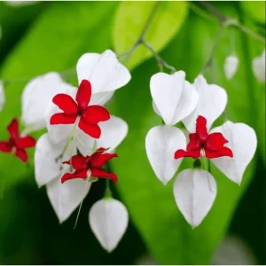 White Bleeding Heart Vine Live Plant - Clerodendrum Thompsonii - 4-6
