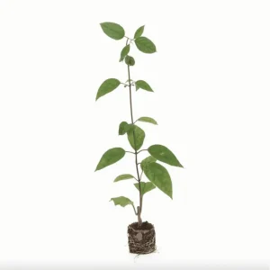 White Bleeding Heart Vine Live Plant - Clerodendrum Thompsonii - 4-6